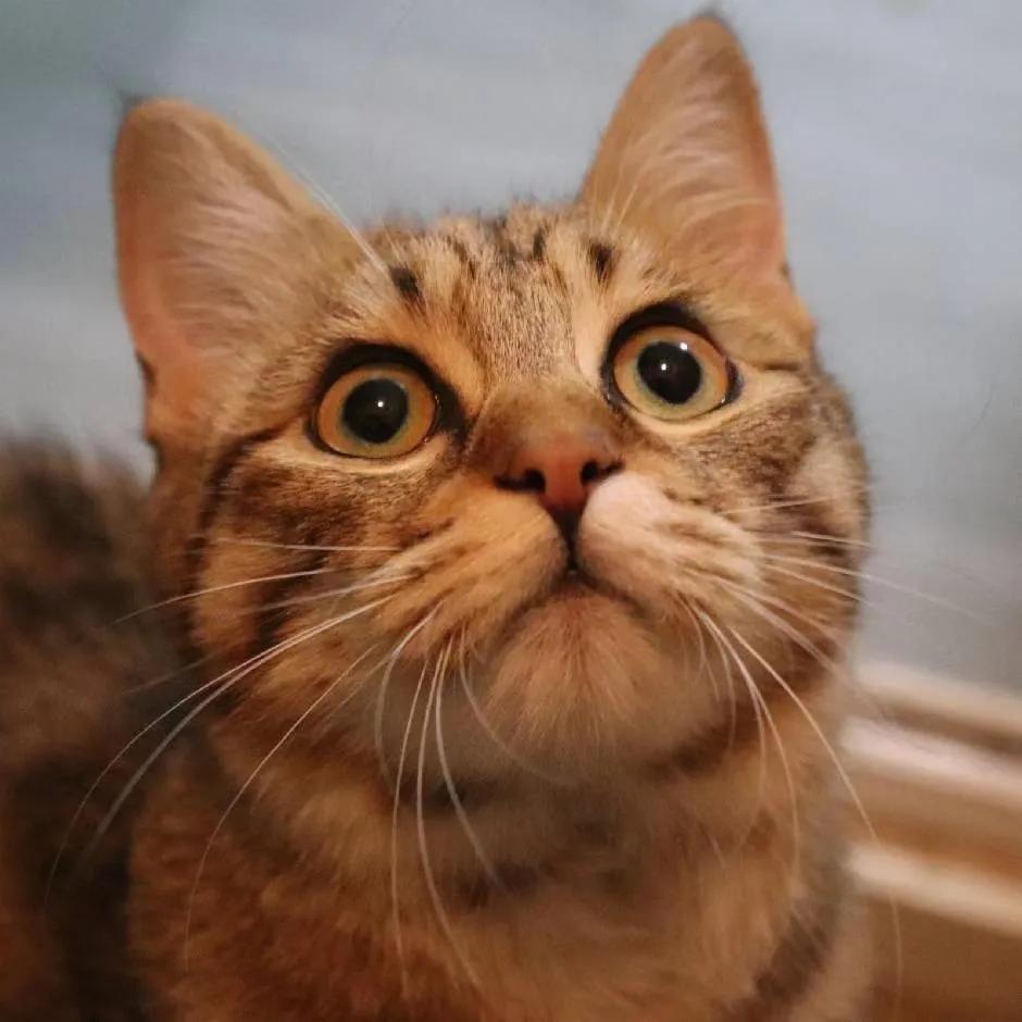 土猫和土狗,农村土狗土猫