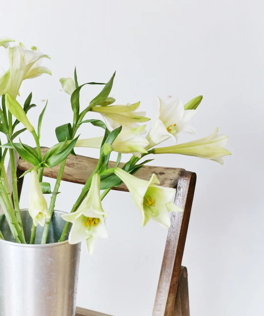 不一样的白色百合,适合冬天的百合