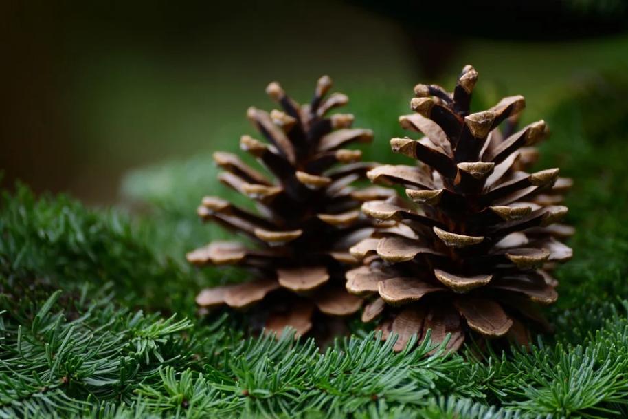 每日一花,每日一花团购