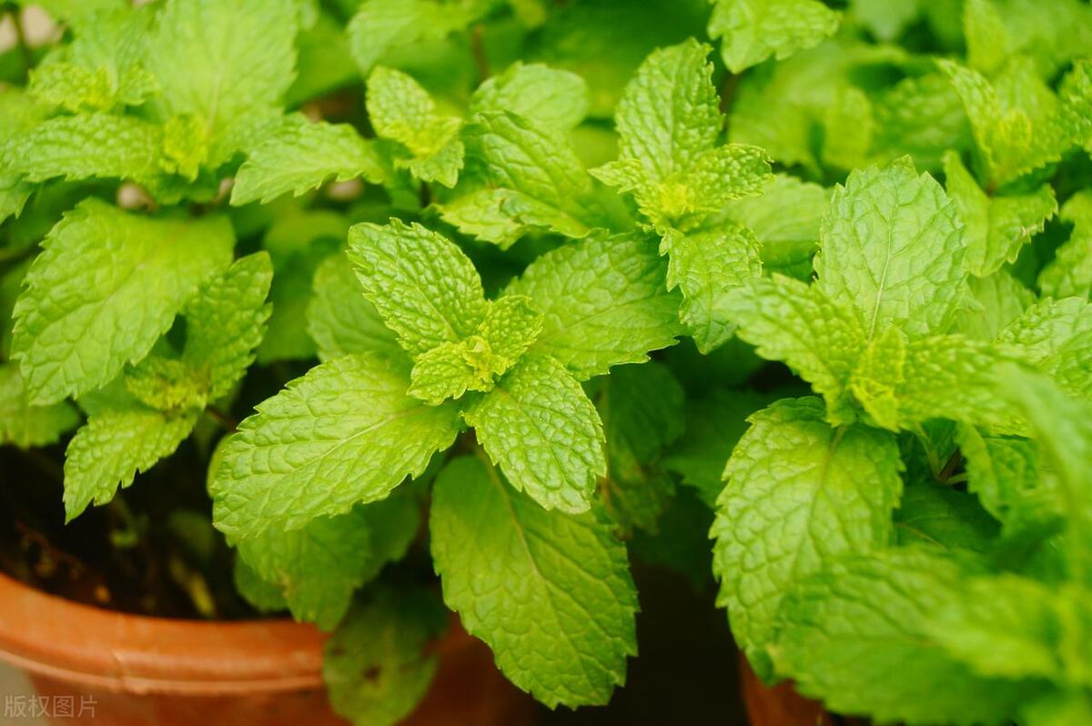 薄荷上长满绿色的小虫子怎么办,薄荷长了好多蚂蚁怎么办