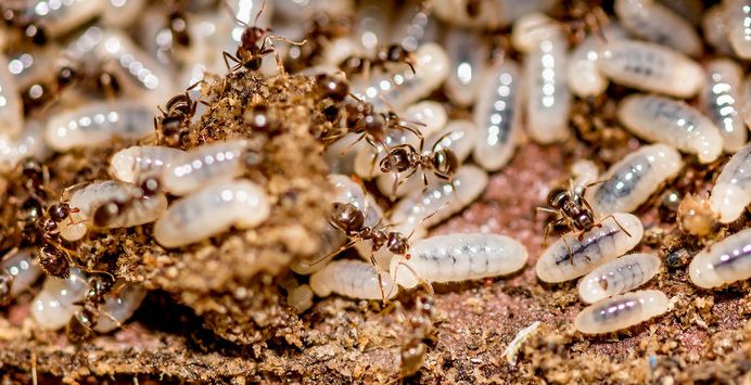 消灭白蚁最简单的方法,消灭白蚁最彻底的方法