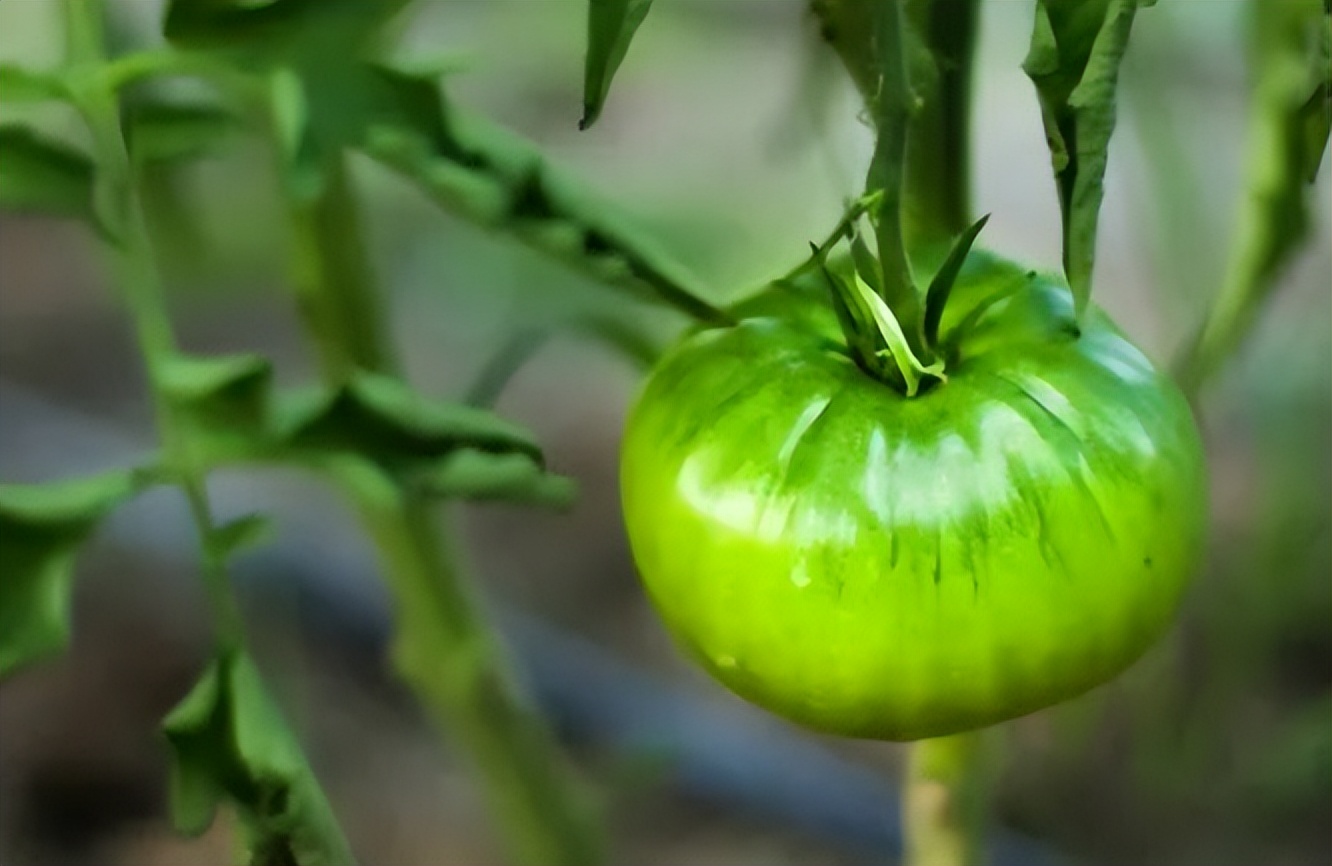 4种蔬菜被拉入致癌名单,哪三种蔬菜不能放进冰箱还会致癌