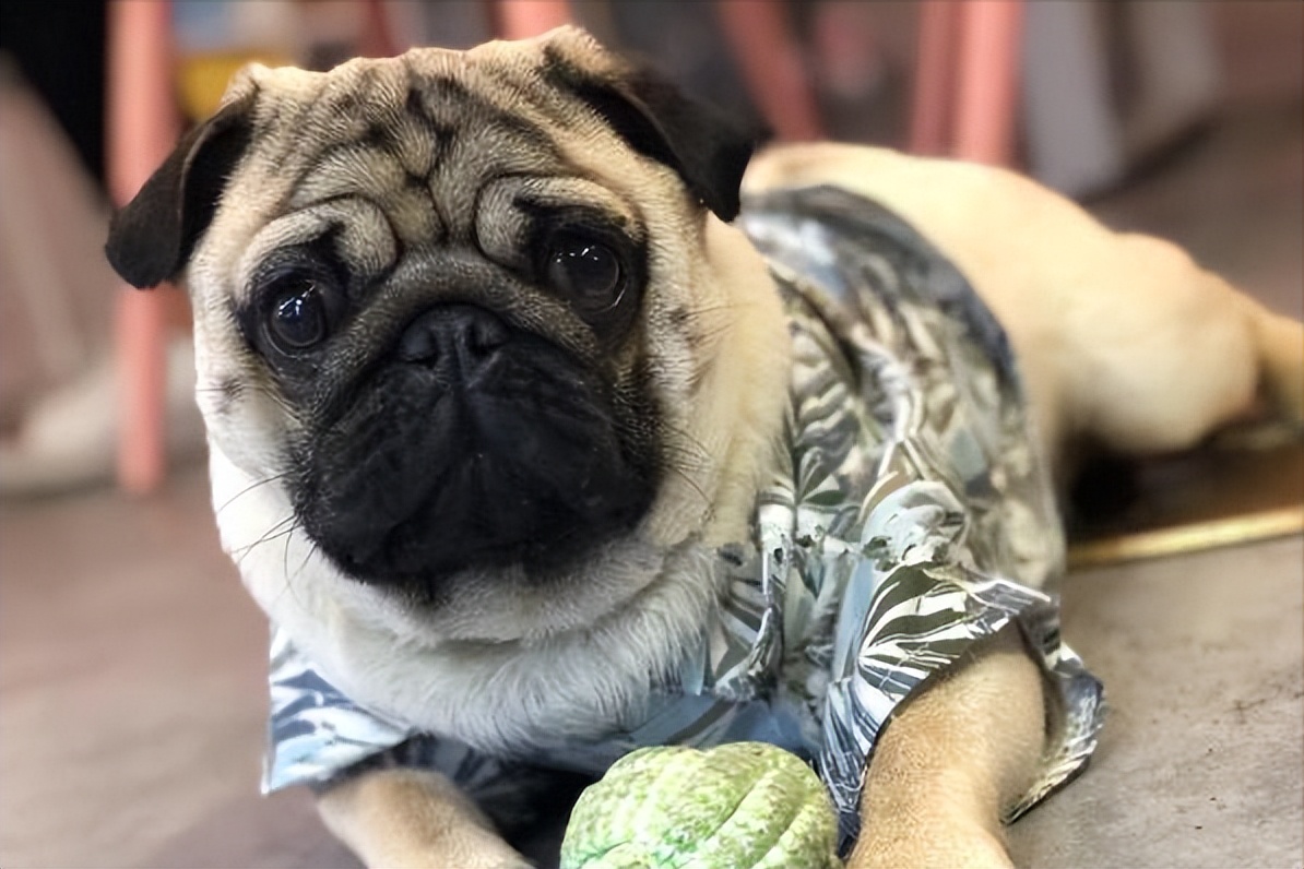 巴哥犬能不能像土狗一样养,巴哥犬养狗知识