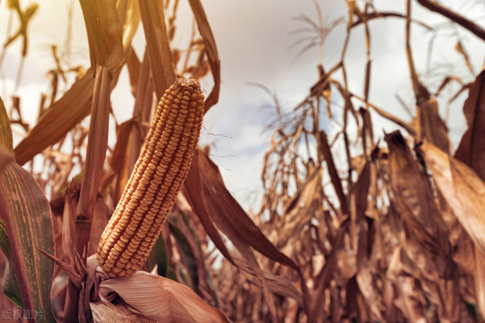 玉米芯在韩国日本多少钱,韩国卖的玉米芯