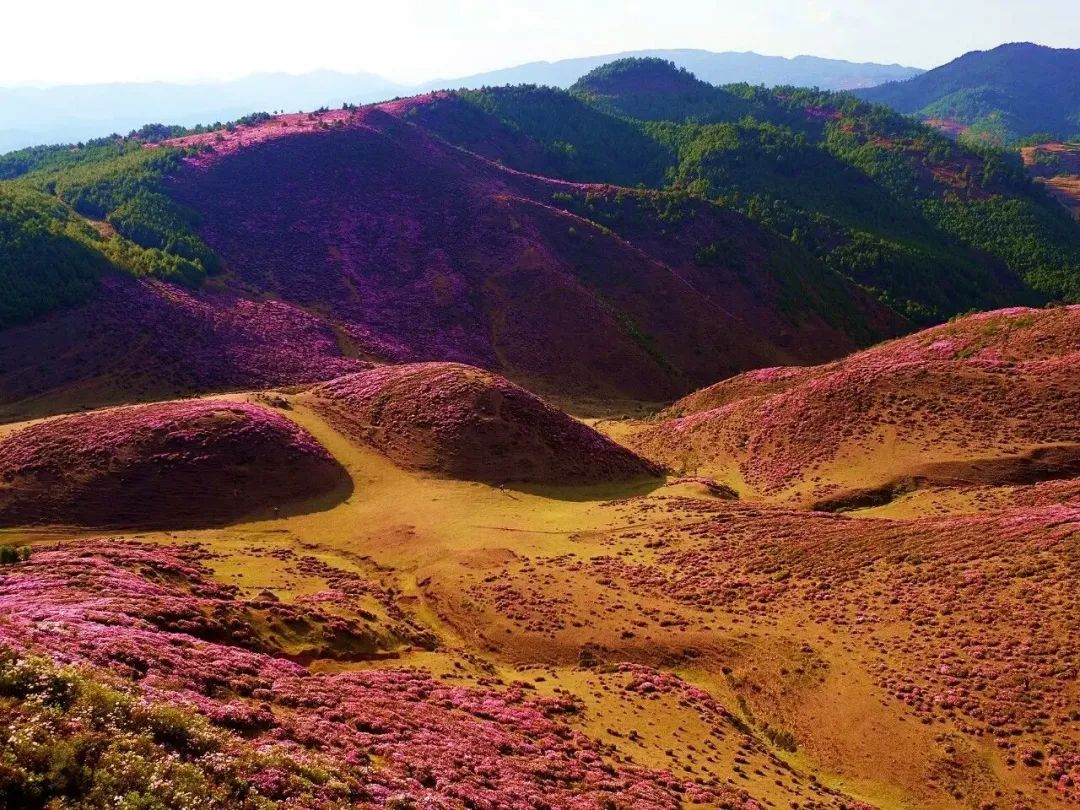 【轿子山文化旅游节】云南·禄劝2023年轿子山文化旅游节最全攻略来啦（图文版）！