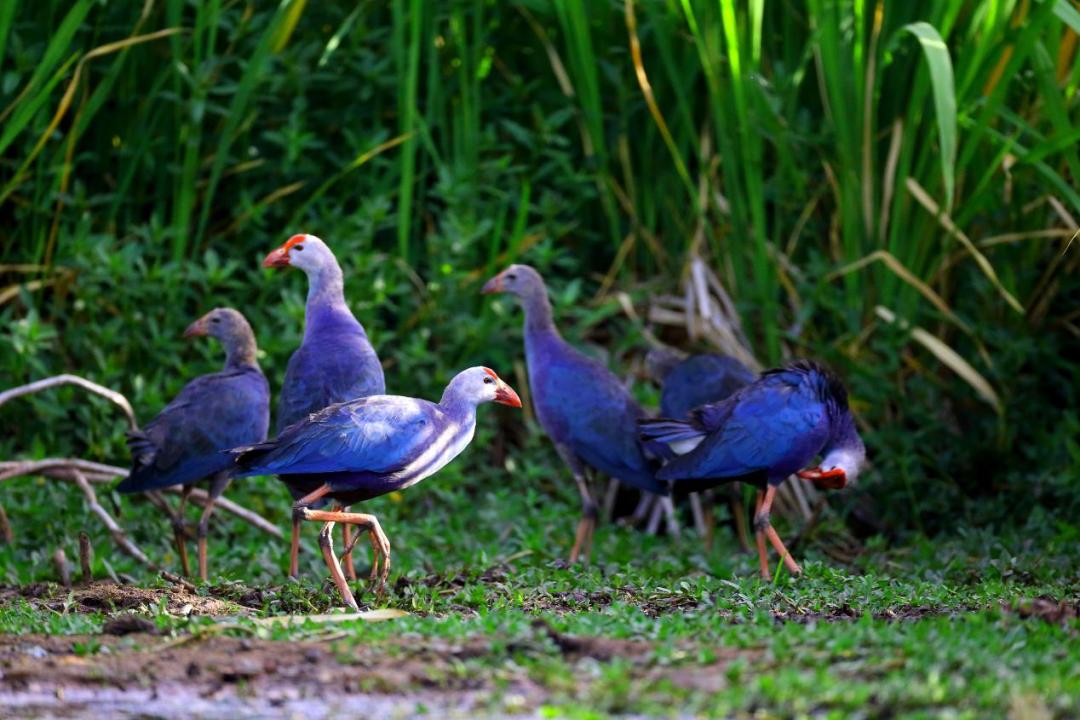 邛海鸟类保护动物名录,邛海动植物有哪些