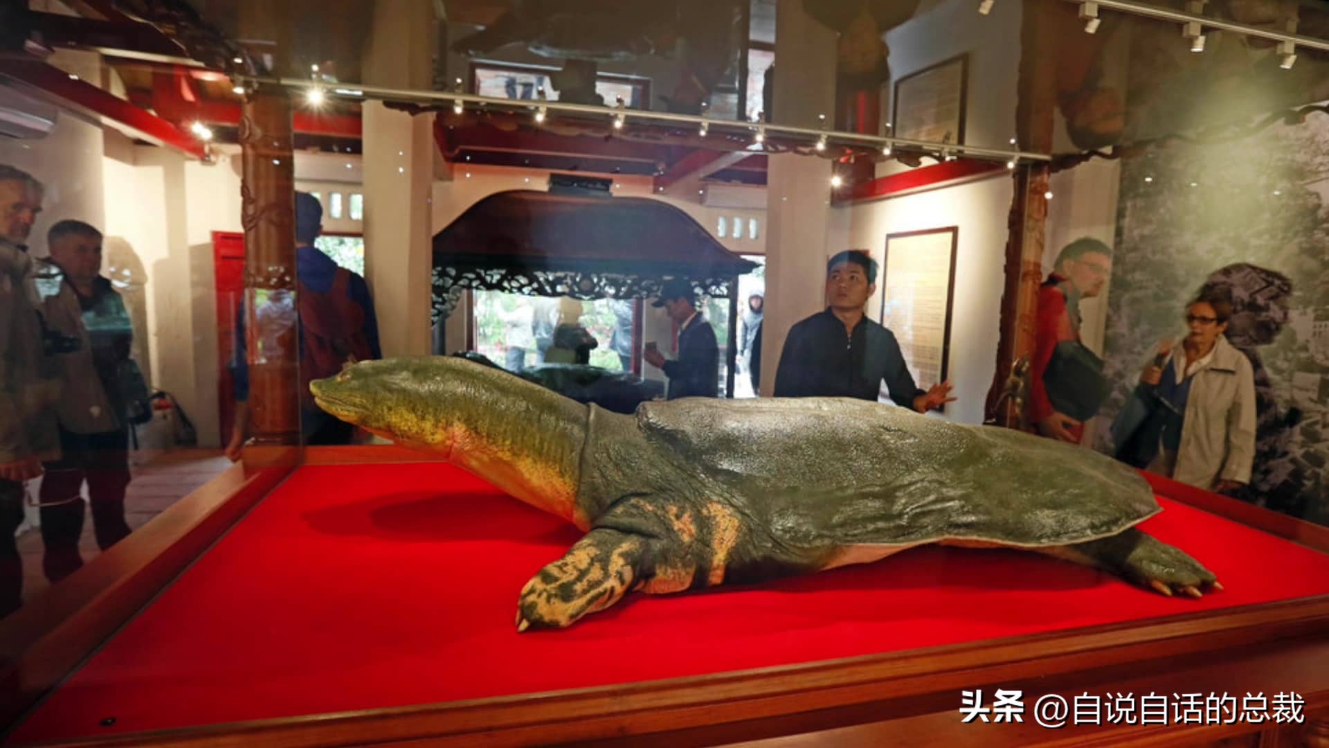 龟蛇大战巨龟视频,罕见别致的龟蛇大战