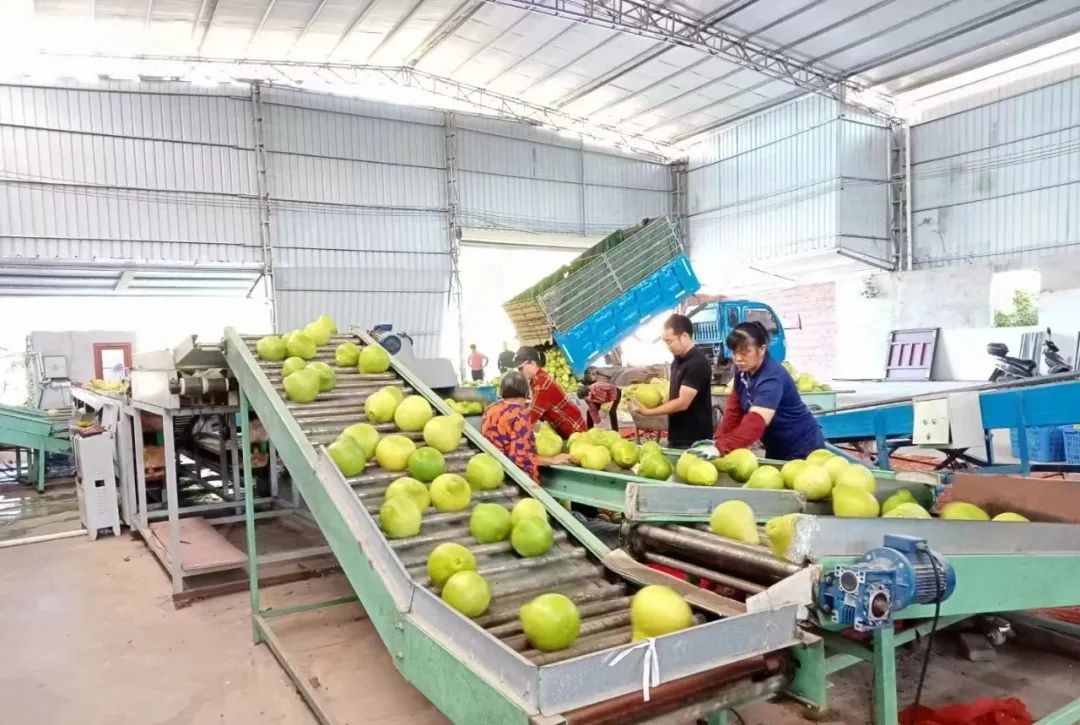 我，广东梅州人，大学毕业返乡帮父母卖水果，5年年销量200万斤