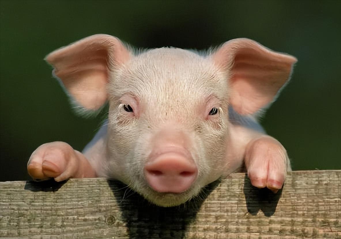 汉族人为什么从来不吃燕子？而且也不吃什么牛肉？