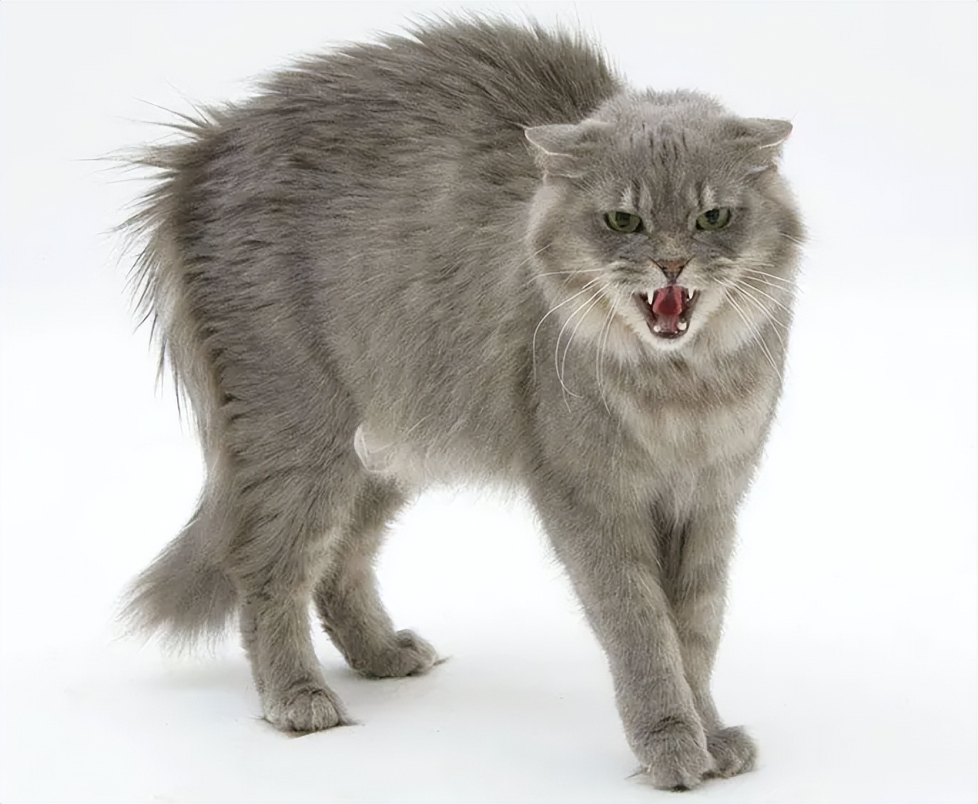 猫咪只喝水不吃东西怎么办,猫咪走丢两天回来无精打采只喝水