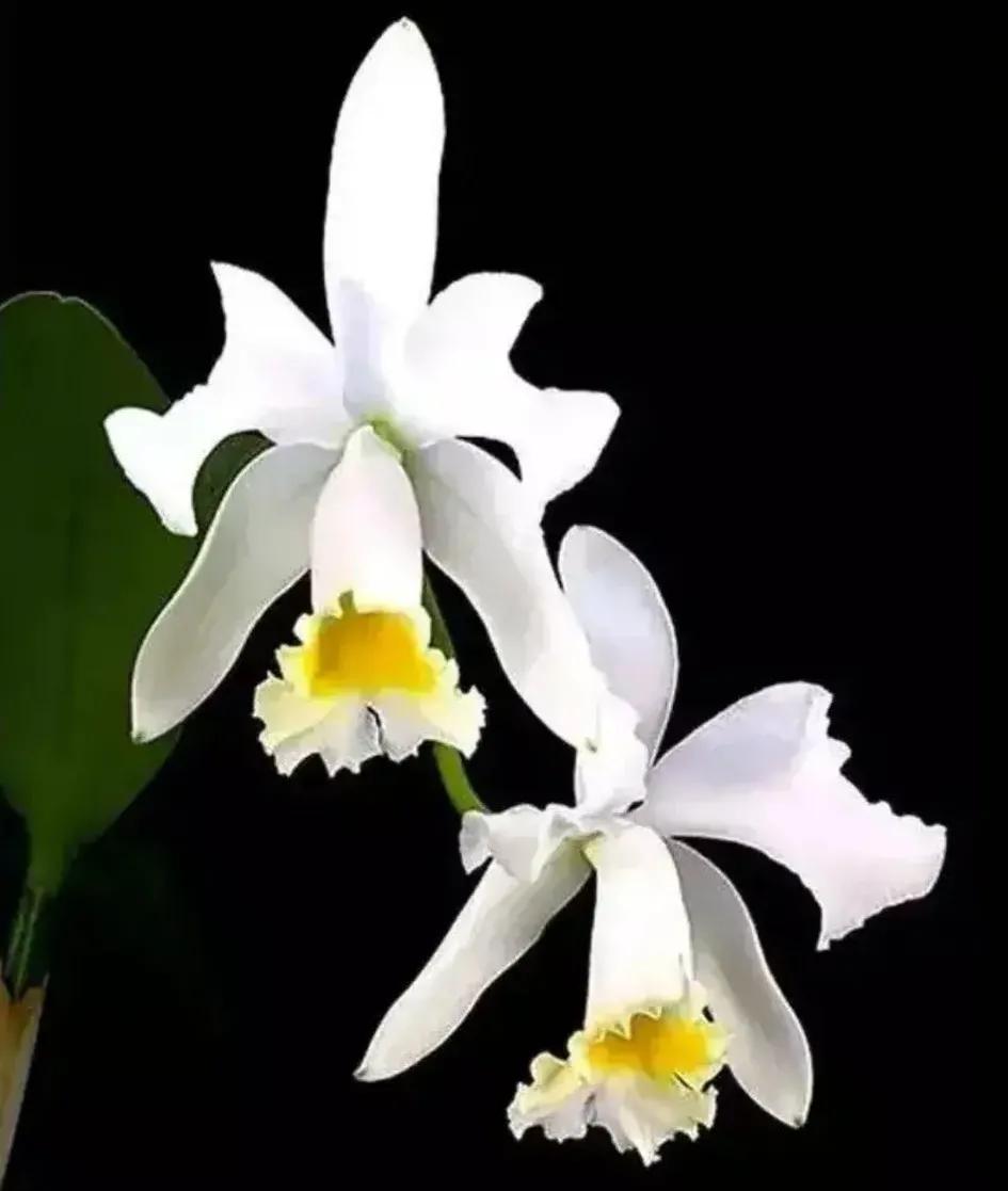 兰花的唯美图片,珍稀兰花各色大全