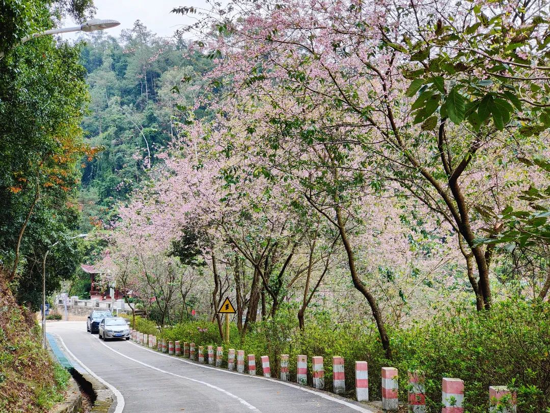 厦门十大最美花海,盘点厦门最美花海的地方