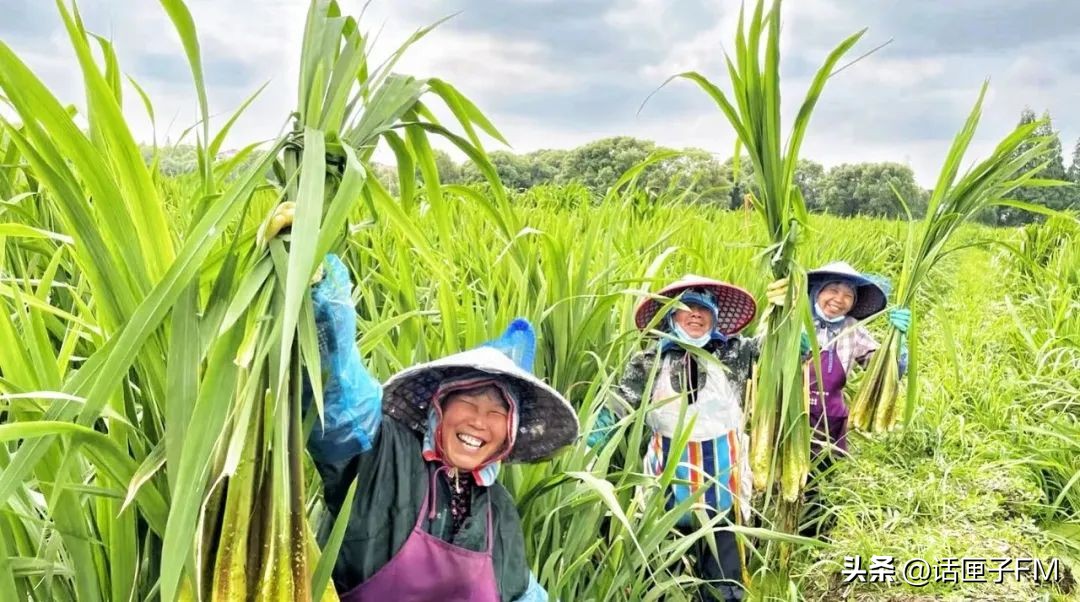 练塘茭白有哪些品种好吃,练塘新鲜茭白