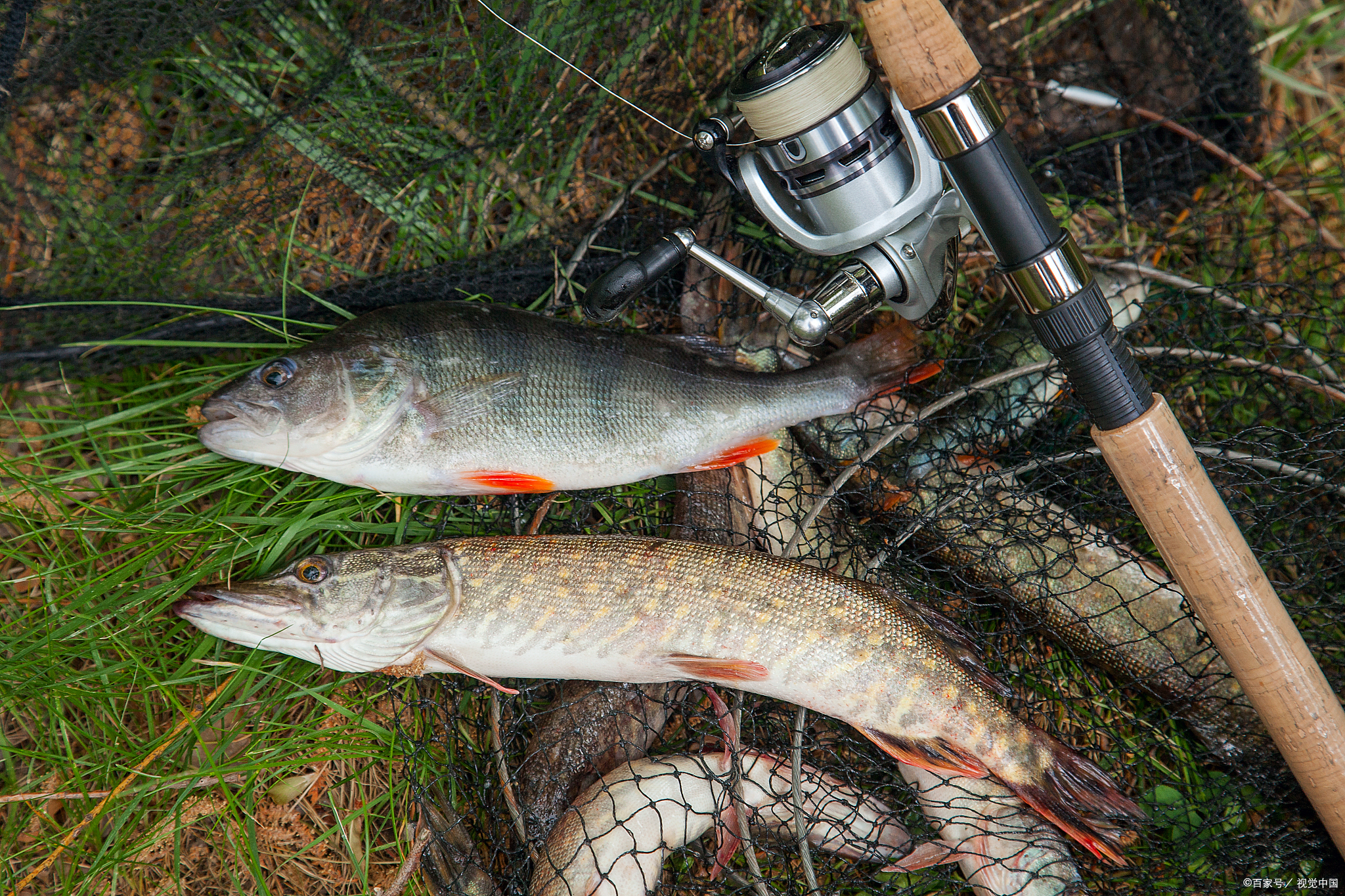 路亚威海鱼竿,威海海钓路亚鱼竿推荐