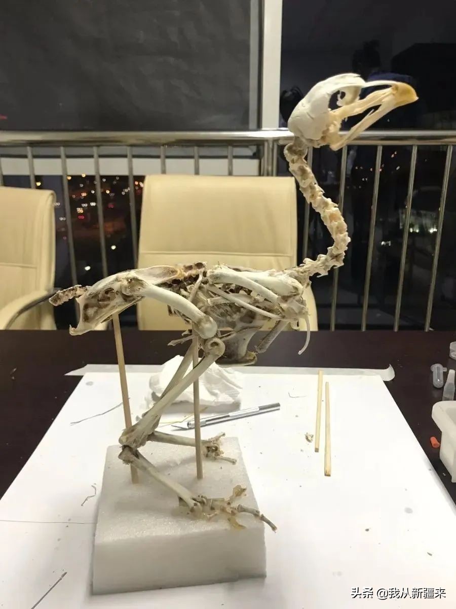 新疆哈密翼龙,天山哈密翼龙