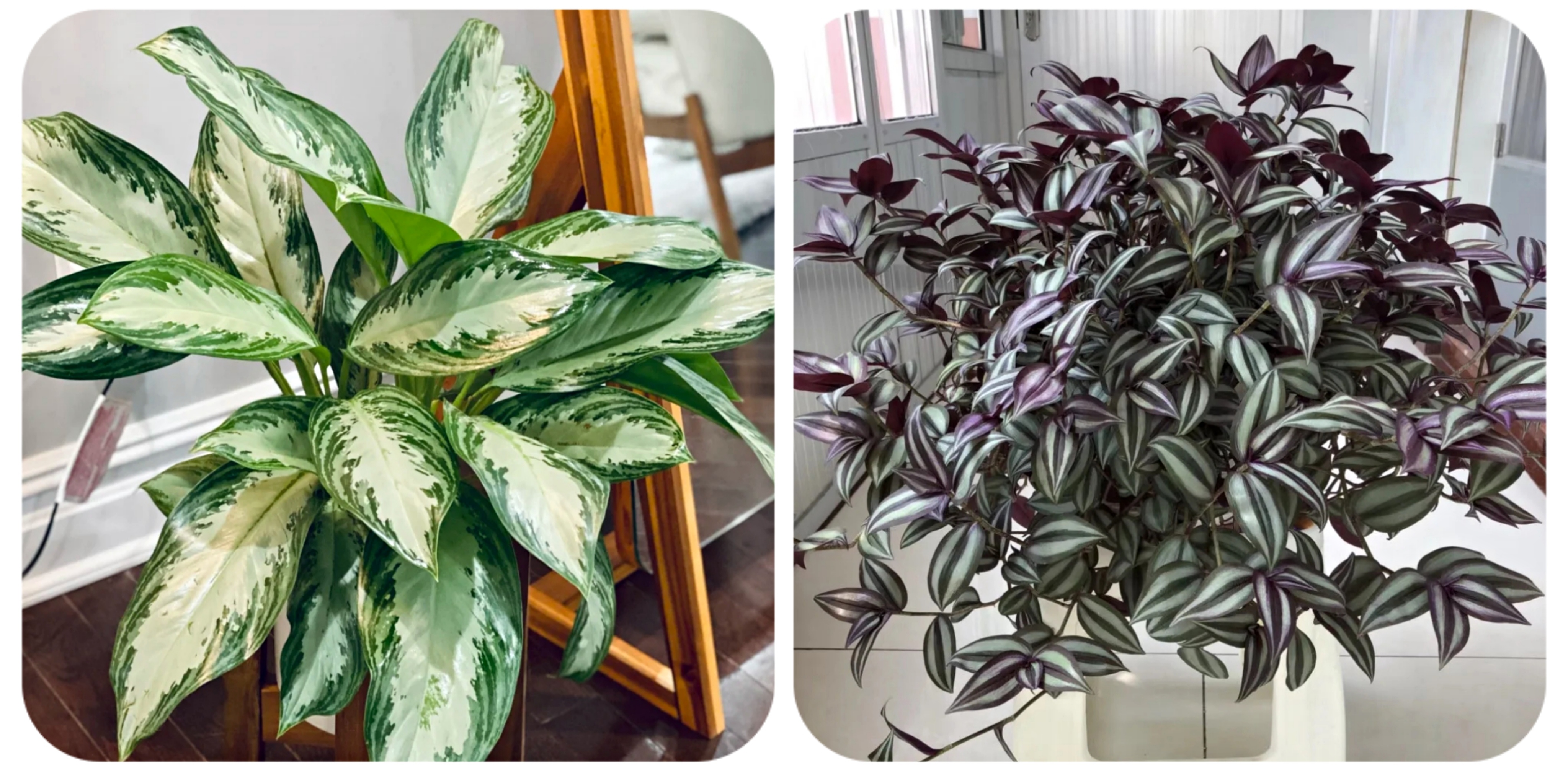 100个阳台养什么花好,100种阳台养的花草