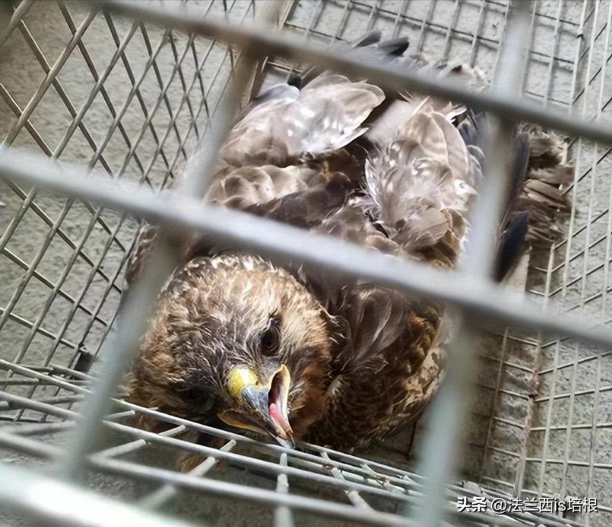 杭州农场鸡窝闯入“怪家伙”！眼神犀利长相凶猛，翻身鹞子就是它