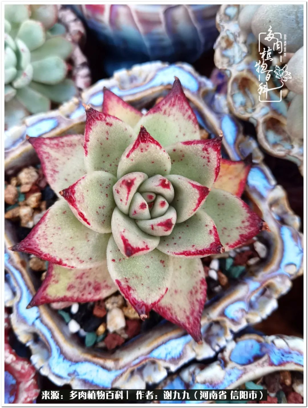 与多肉植物在一起的感怀,与多肉同行