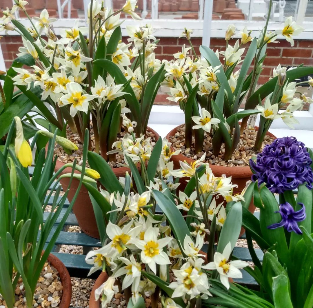 盆栽郁金香能反复开花吗,盆栽郁金香很难做到年年开花