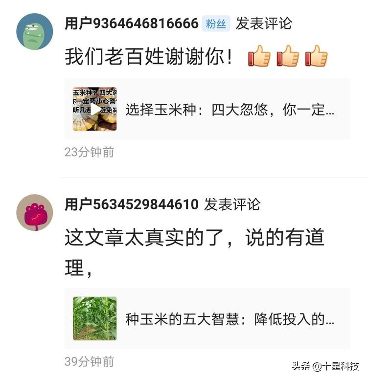 玉米混播高产吗,玉米混播有哪些品种