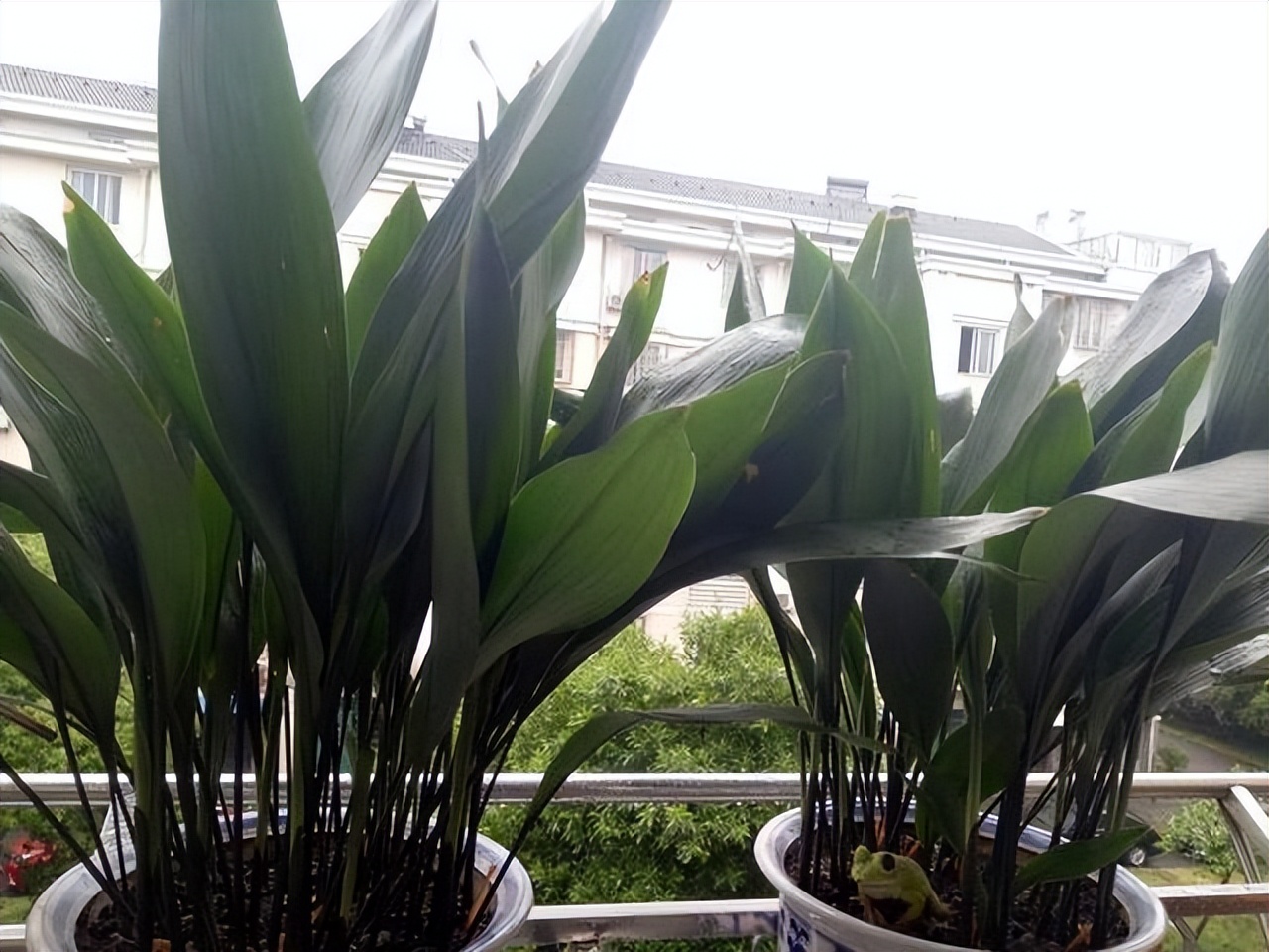 什么花卉吸甲醛最好养,10种能吸甲醛净化空气的盆栽花草