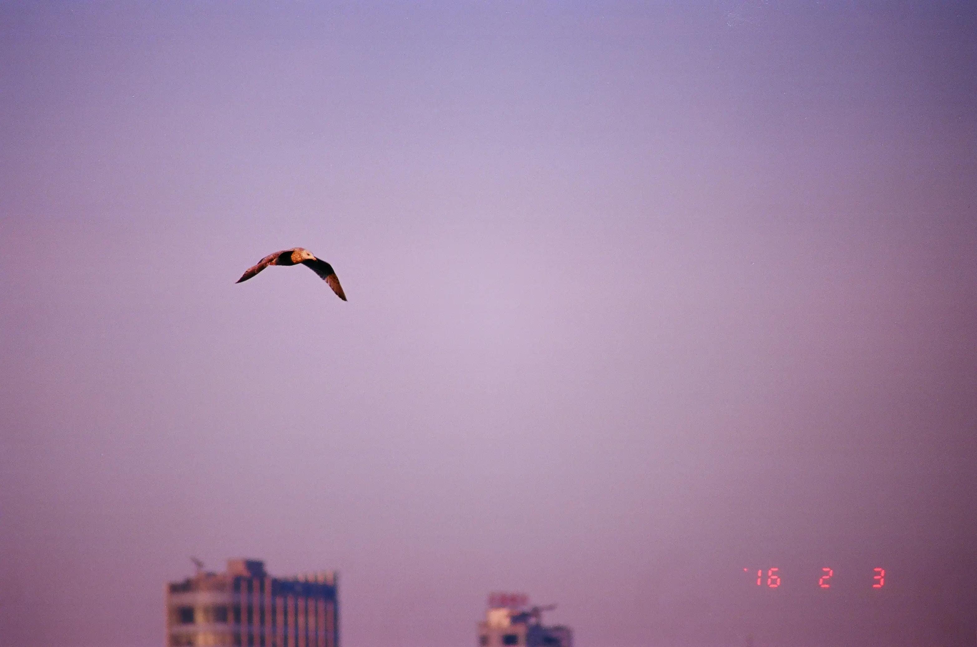 手机如何拍大片人像,手机如何拍大片