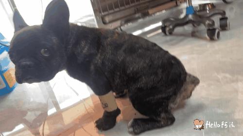 玄武门：黑色肌肤下，它背着一窝苍蝇卵垂死流浪