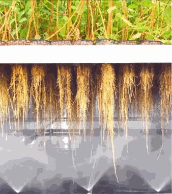 草本植物提取教程,植物提取物的提取方法