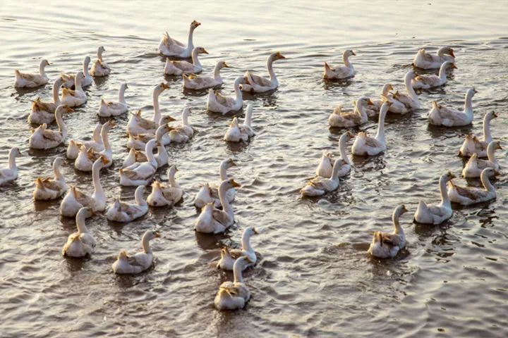 羽绒面料流行趋势,2023羽绒面料流行趋势
