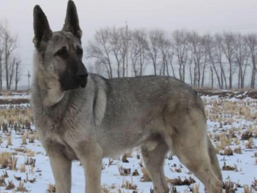 狼青犬起名字,狼青犬昆明犬