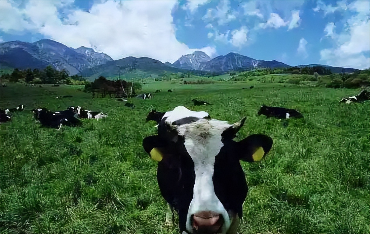 therain菊次郎的夏天片段,菊次郎的夏天电影故事分析