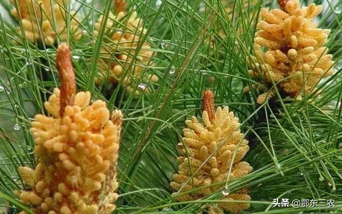 正宗松花粉多少钱一斤大连,长白山松花粉几月份采摘