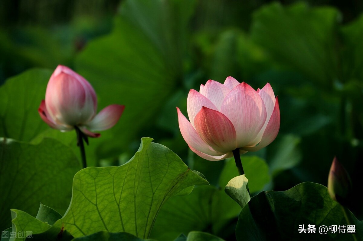 如何拍荷花才不俗,拍摄荷花忌讳