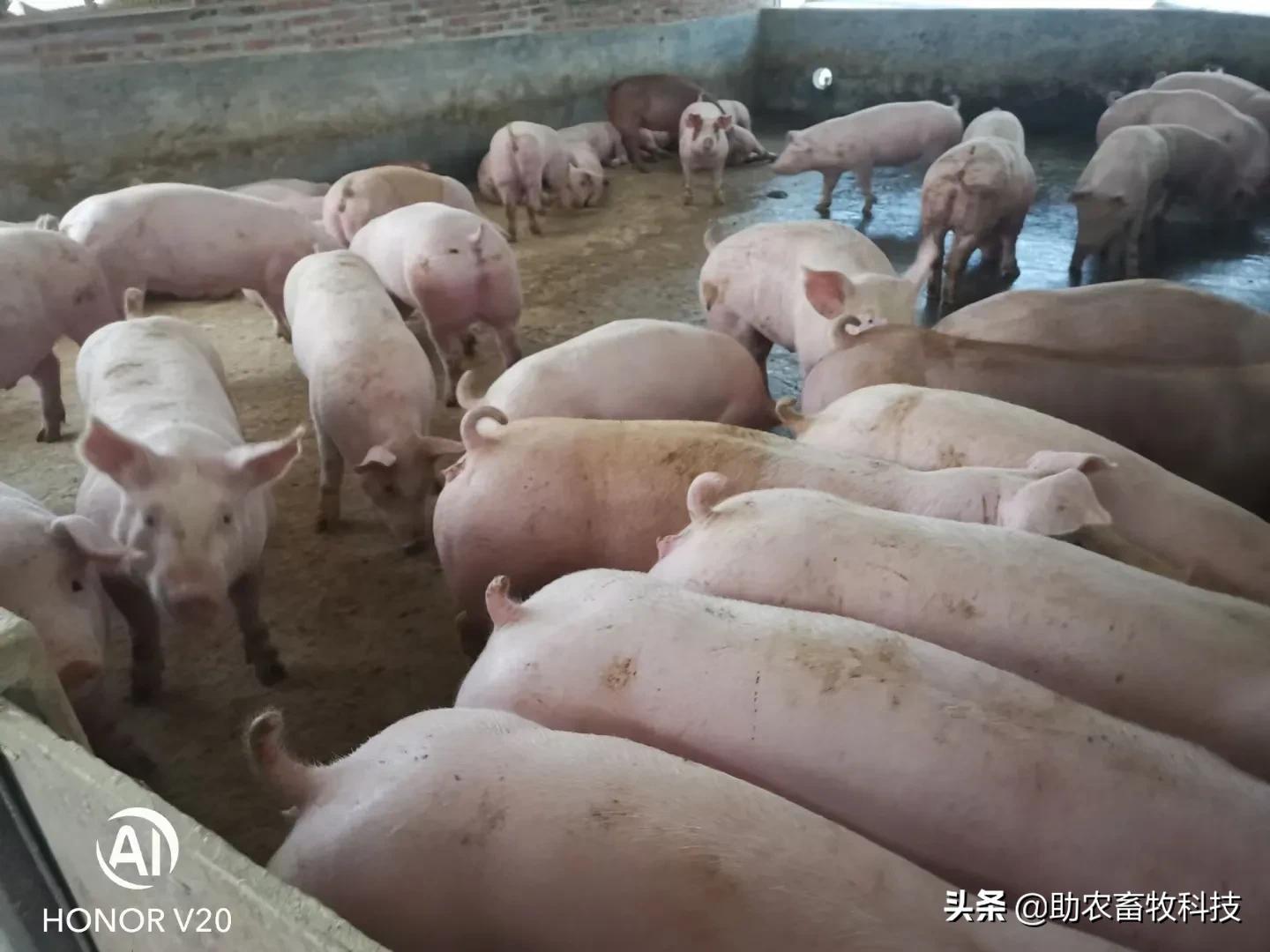 养猪吃饲料和发酵饲料哪种更好,怎样制作养猪发酵饲料