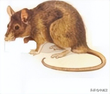 虫害控制的最新标准,虫害控制预防分哪几个阶段