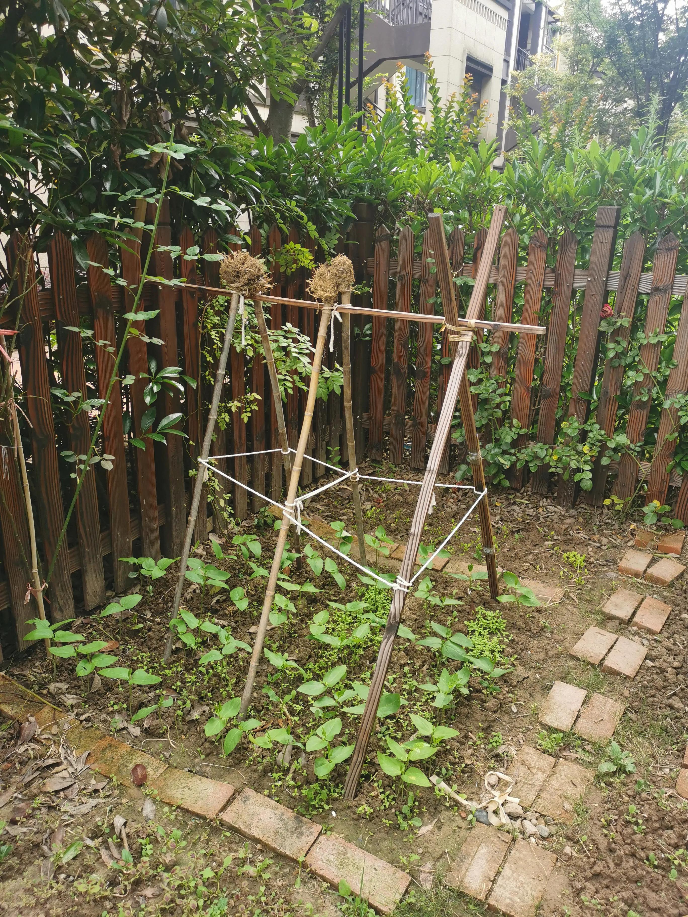 小乙和小乙的日常生活,小乙的平凡生活