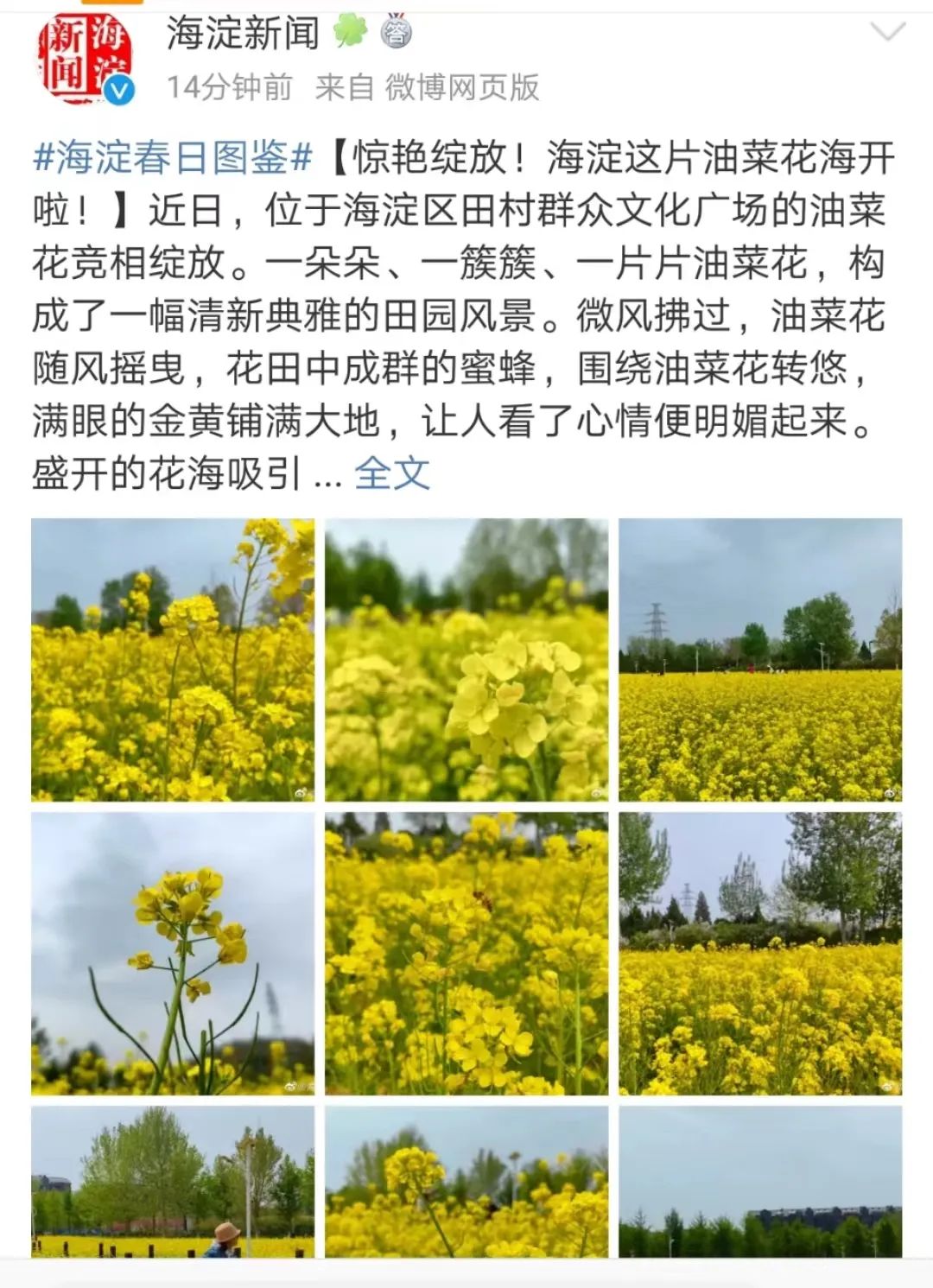 北京周边探秘京城最美油菜花海,北京油菜花必去的地方