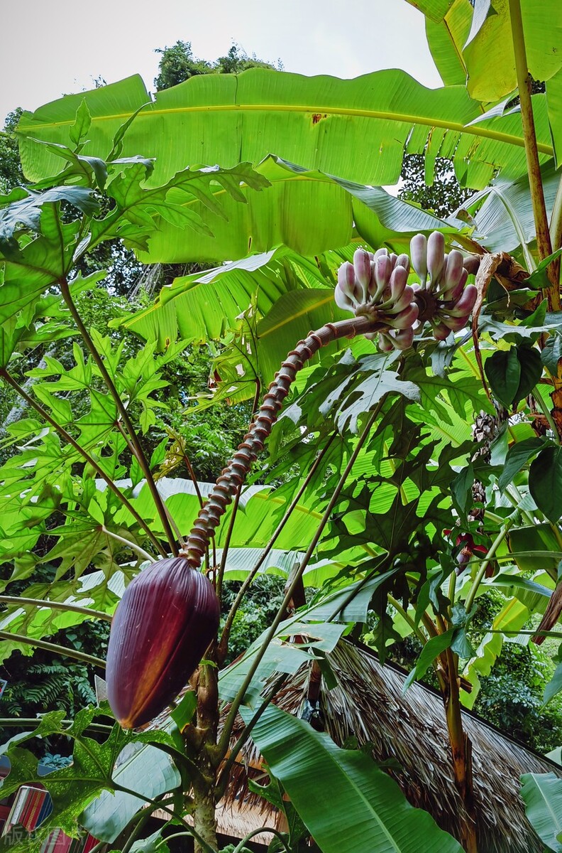 春节去云南哪里游玩有特色,春节除了云南还有哪里好耍