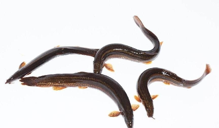 最容易有寄生虫的鱼,公认最脏的4种鱼