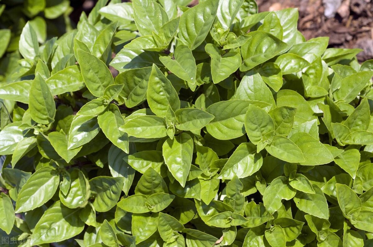 饮料植物,茶树饮料