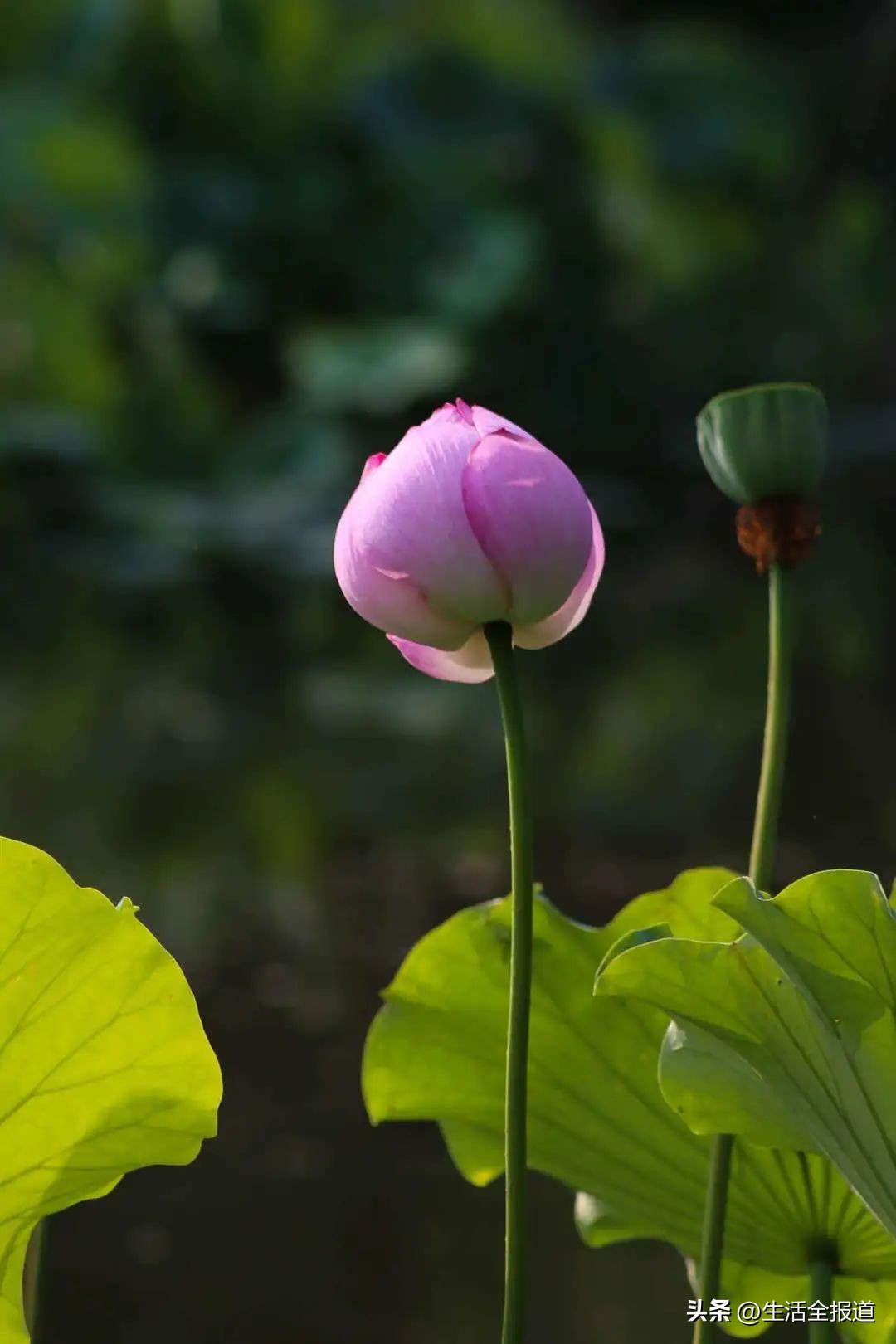 荷花浑身是宝简短介绍,荷花入药有什么功效呢