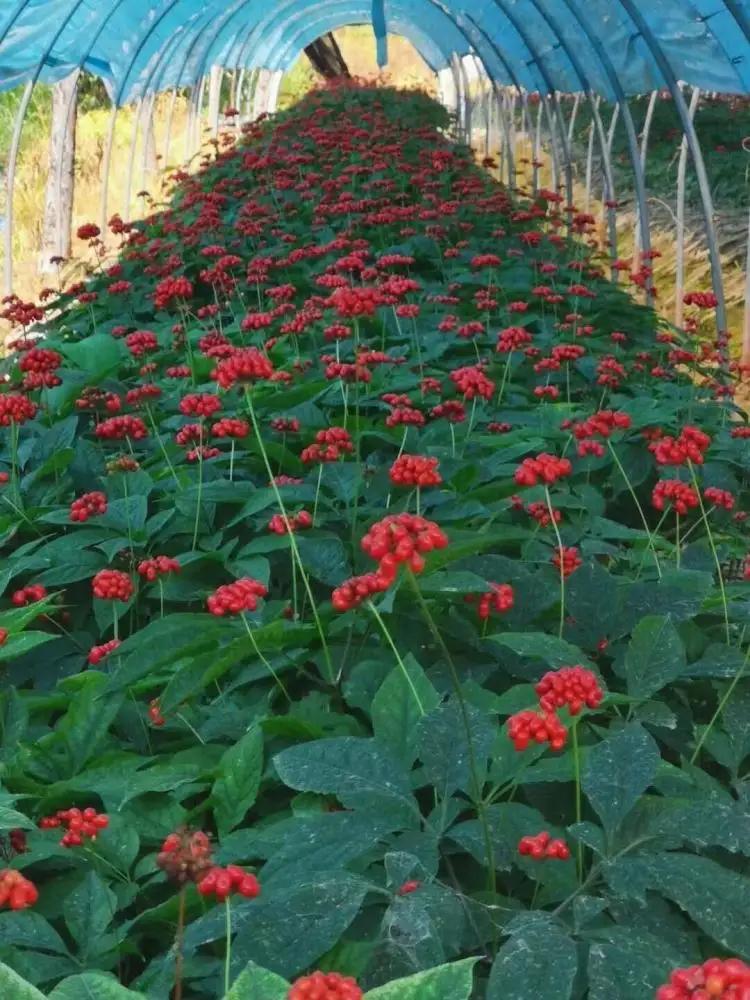 园参鲜人参多少钱一斤,园参林下参野人参哪个好