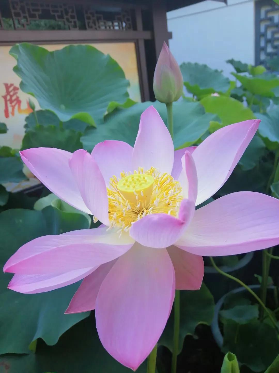 夏日花花大合集,夏日花花油画