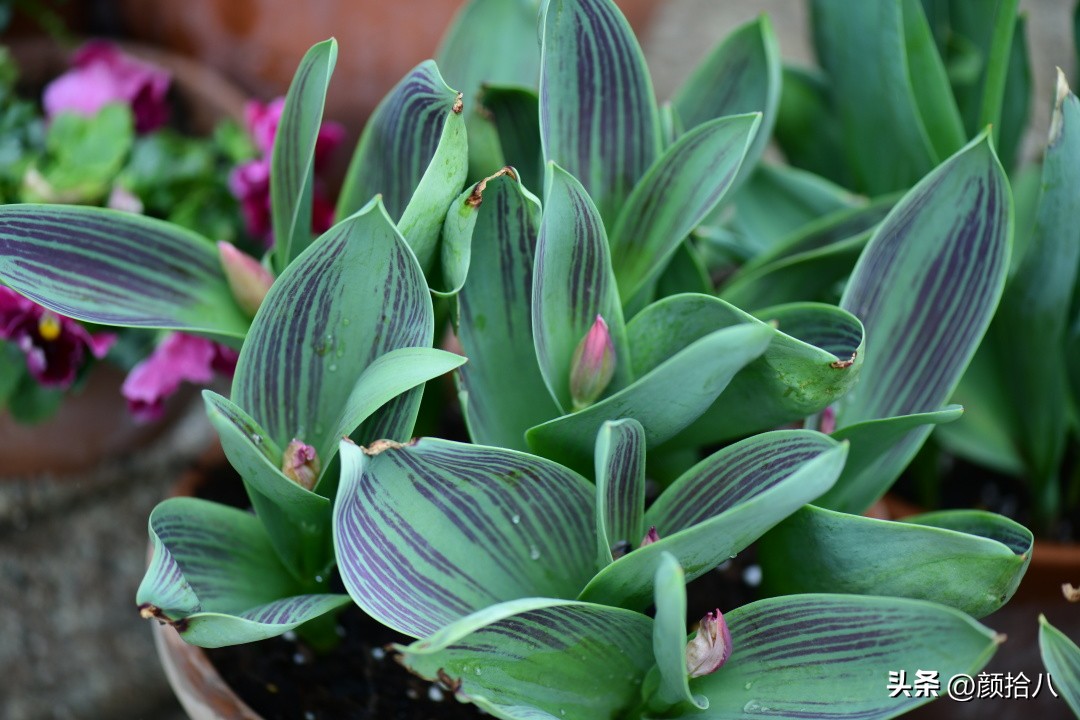 河马花园最耐阴植物,最漂亮的花园里的郁金香