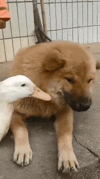 搞笑一刻：美女这波操作我还没见过，难道这样上车有什么说法？