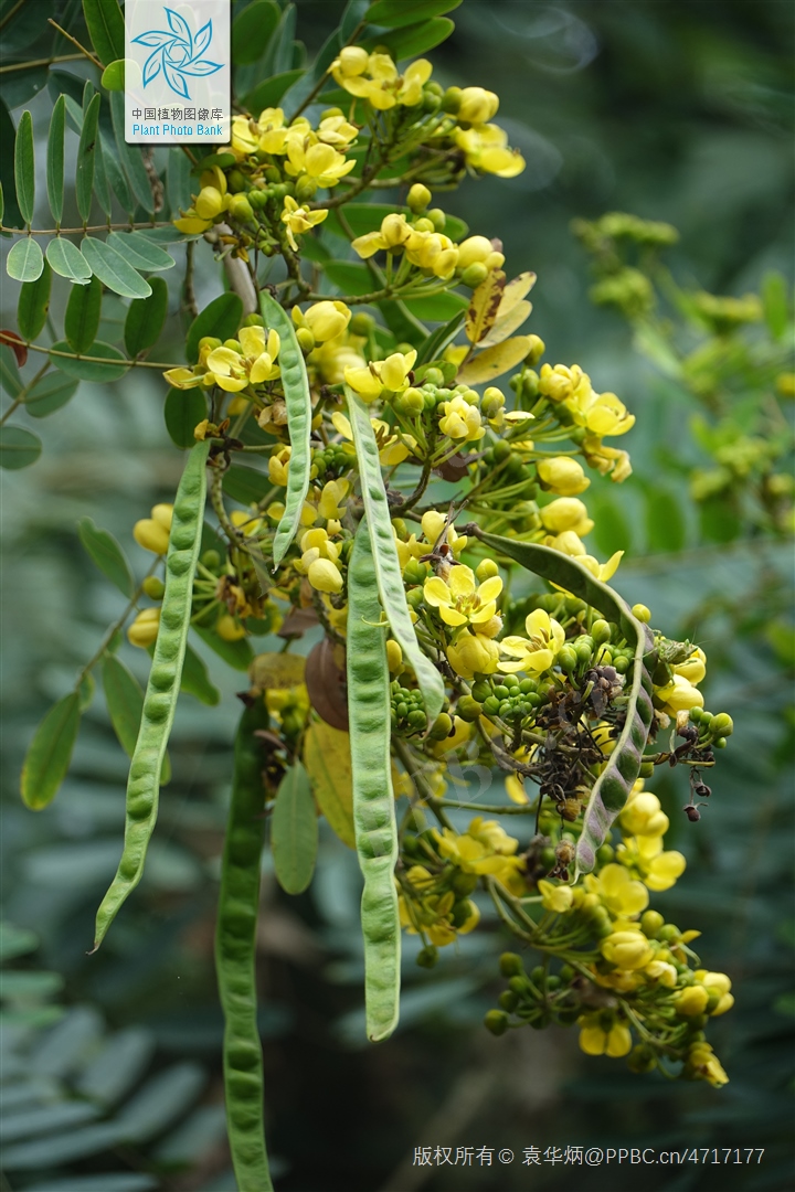 铁刀木和松木哪个好,铁力木和铁刀木哪个更好