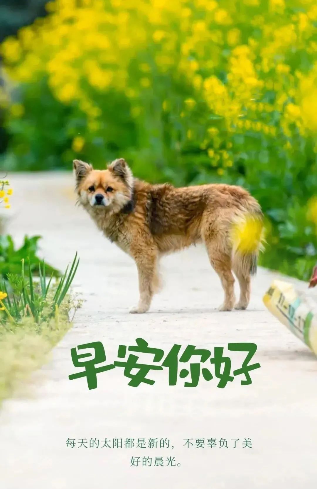 早安语录正能量朋友圈短句子图片,早安心语图片2022