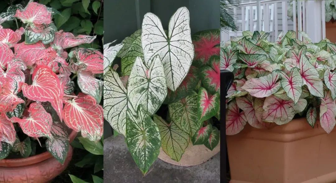 室内观叶植物盆栽种植技巧,适合养浴室里的几种观叶盆栽