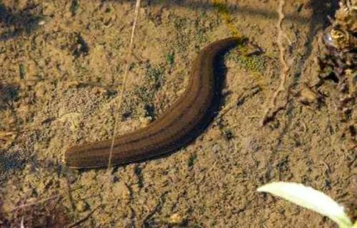 蚂蟥被吸进肚子里还能存活吗,山里的泉水有蚂蟥吗