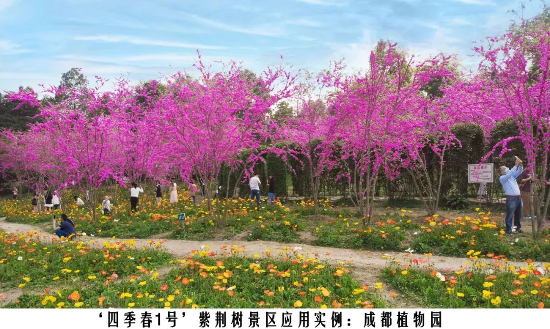 四季紫荆树新品种,四季春一号紫荆树施工方法